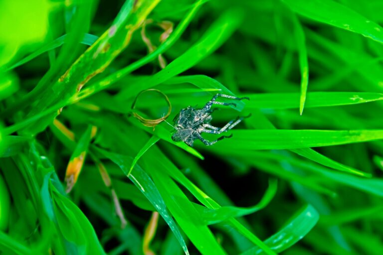 assassin bug on blade of grass