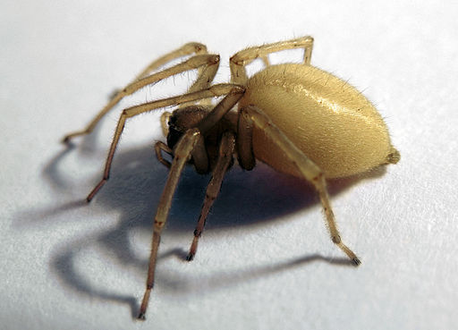 4 Major Common Spiders in NJ - Horizon Pest Control