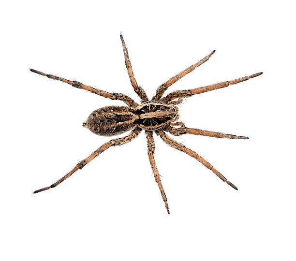 A very large Wolf spider