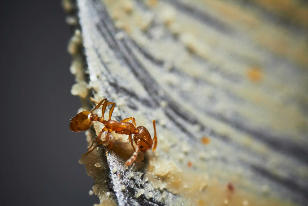 fire ant eating food
