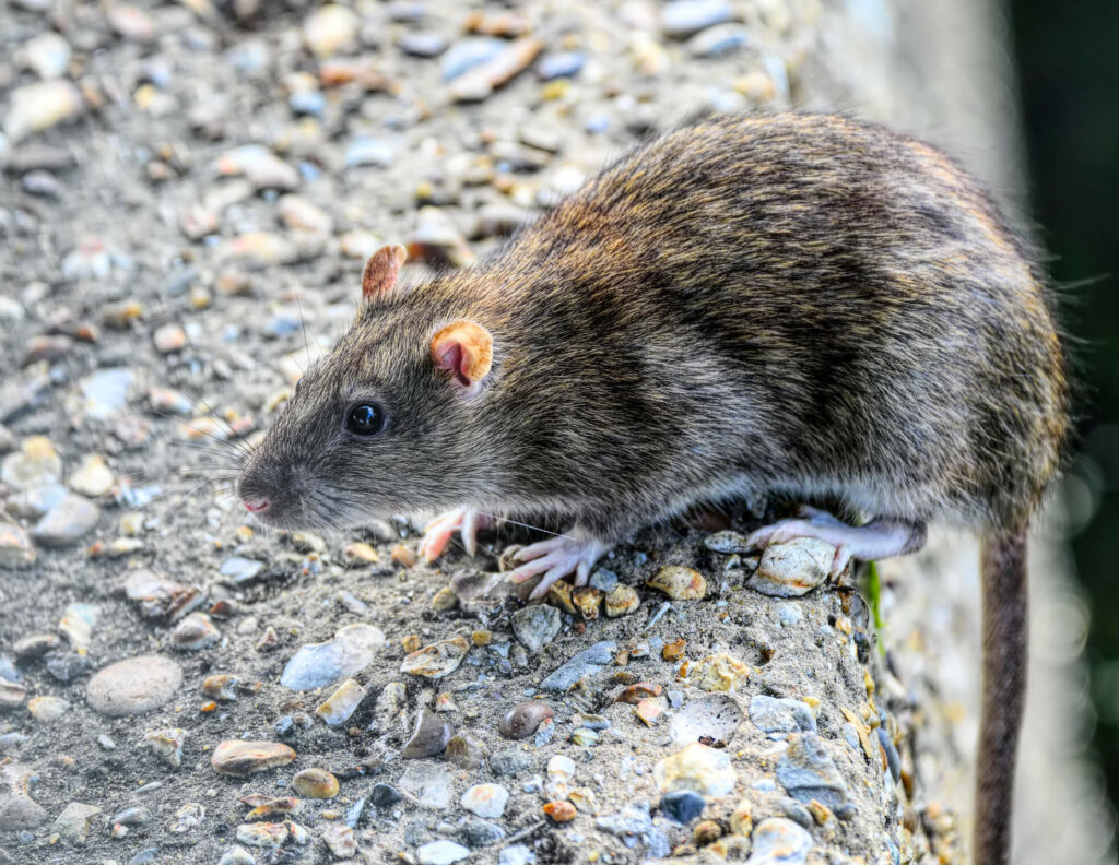 brown rat on a curb