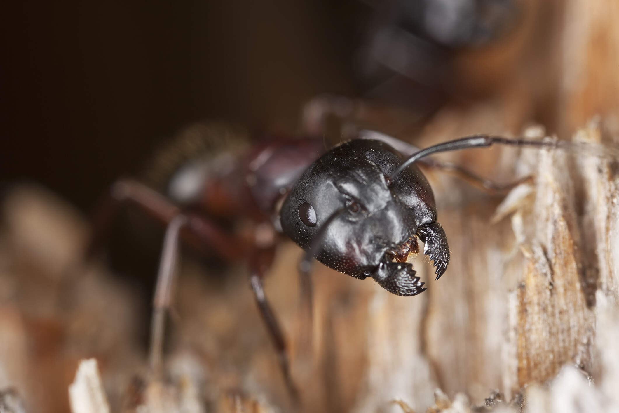 How To Tell the Difference Between Carpenter Ants and “Regular” Black