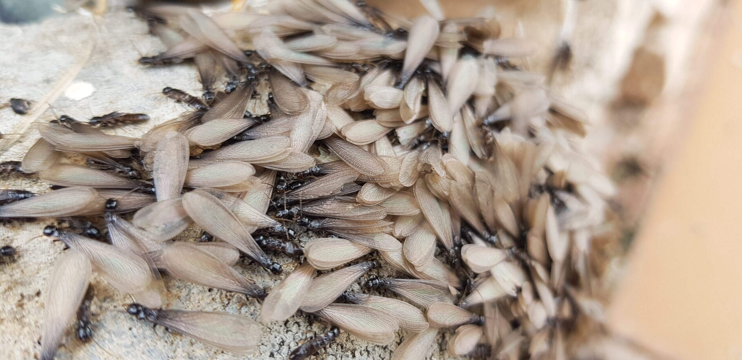 When Does “Termite Season” Start? Horizon Pest Control