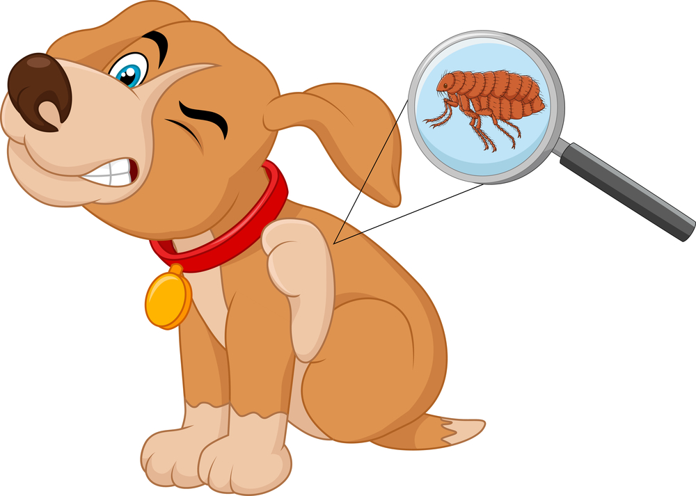 Identifying a Flea Infestation