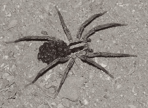 Wolf Spider