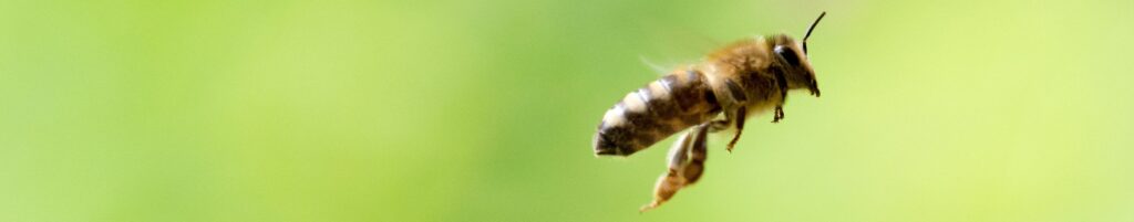 Wasp & Bee Removal in New Jersey