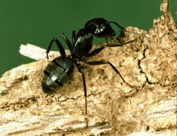 carpenter ant chewing on wood