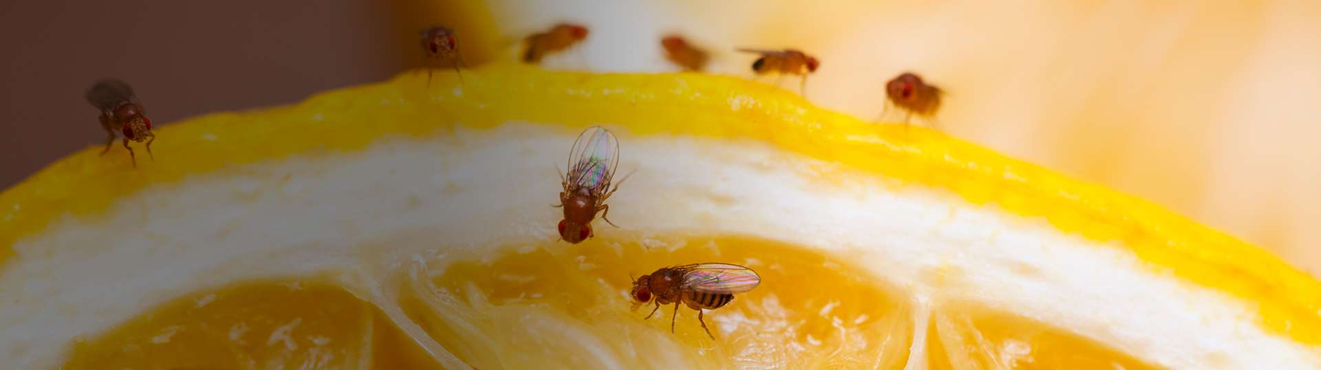 Fruit Fly Exterminator New Jersey, New York, Fruit Fly Pest Control NJ
