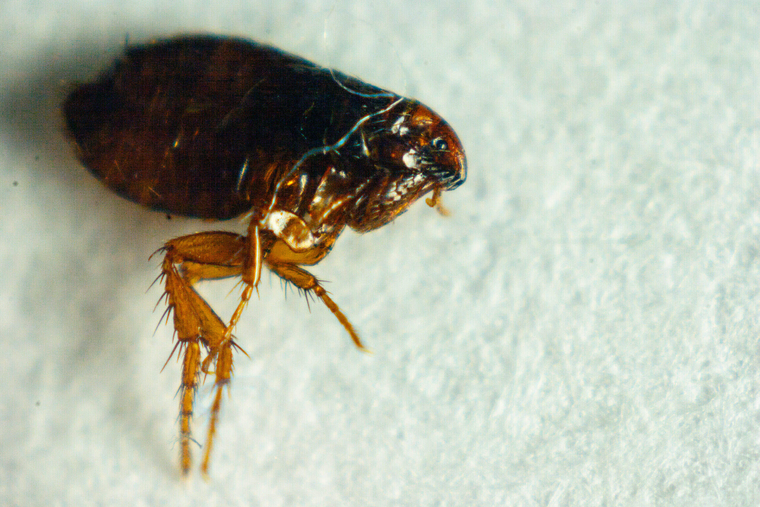 Do Fleas Bite Humans?” and Other Flea FAQ - Horizon Pest Control, image size:2560x1707