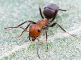 regular ant walking on a leaf