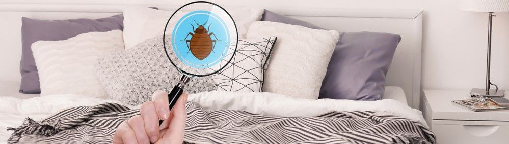 What Are Three Signs of A Bed Bug Infestation