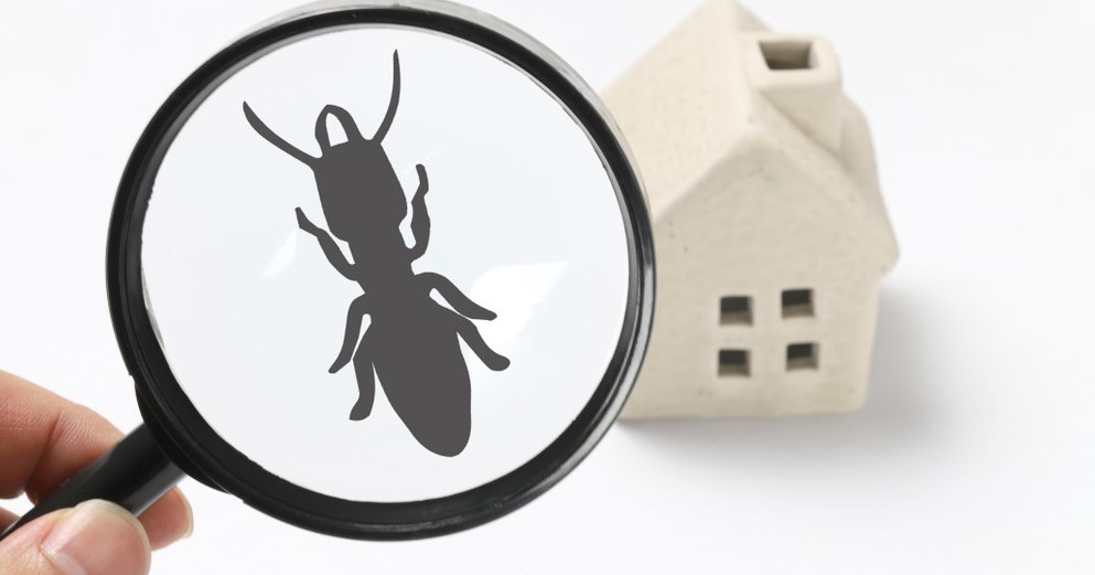 Benefits of Termite Inspections in NJ