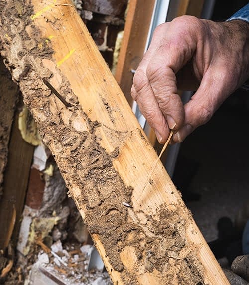 person inspecting a piece of wood damaged by termites