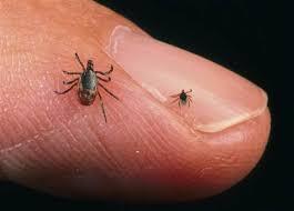 a tick on a person's finger