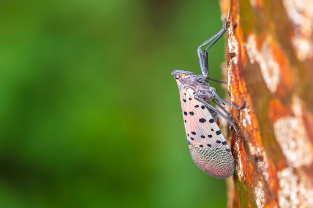 Spotted Lanternfly on tree