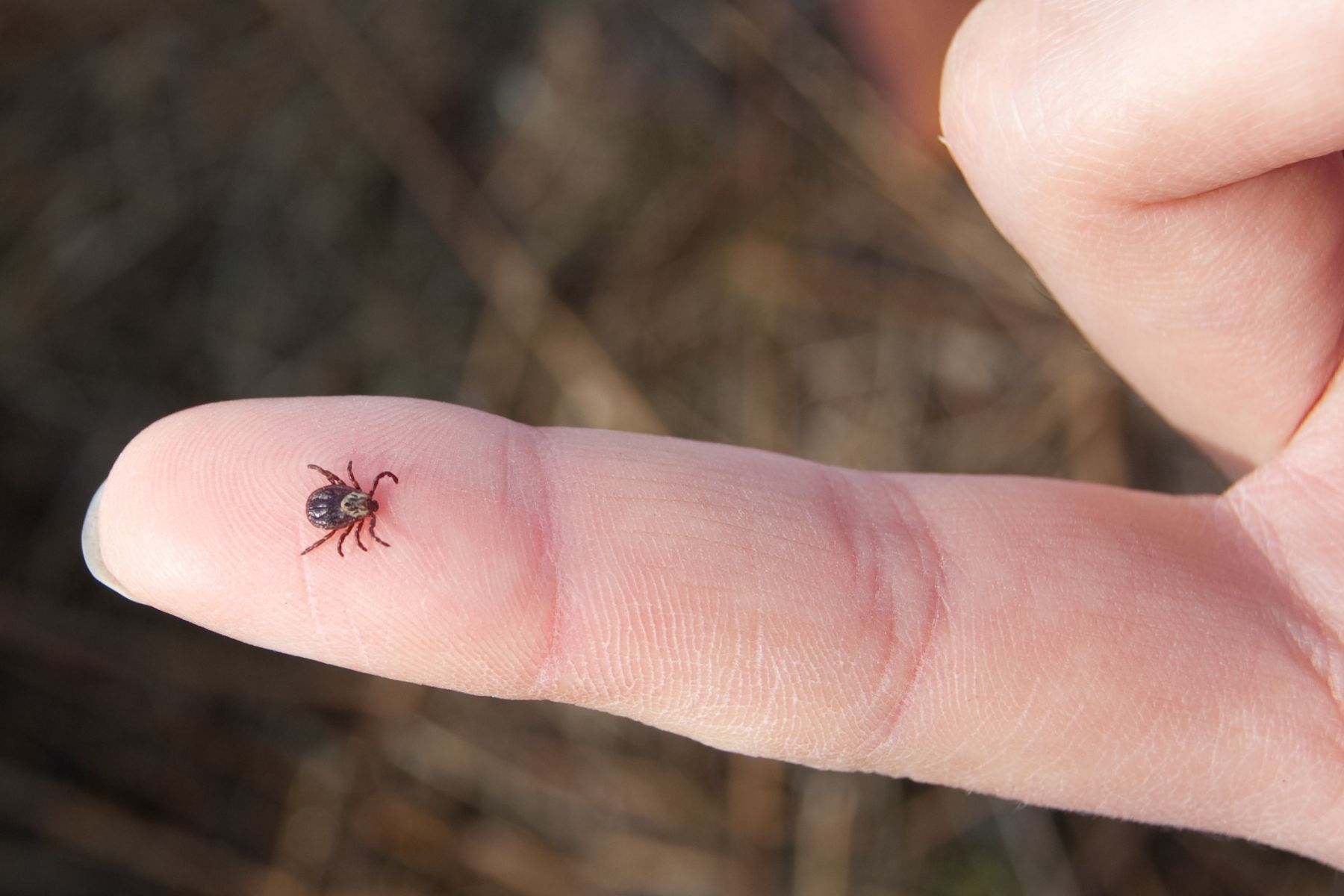 TickBorne Diseases on the Rise Horizon Pest Control