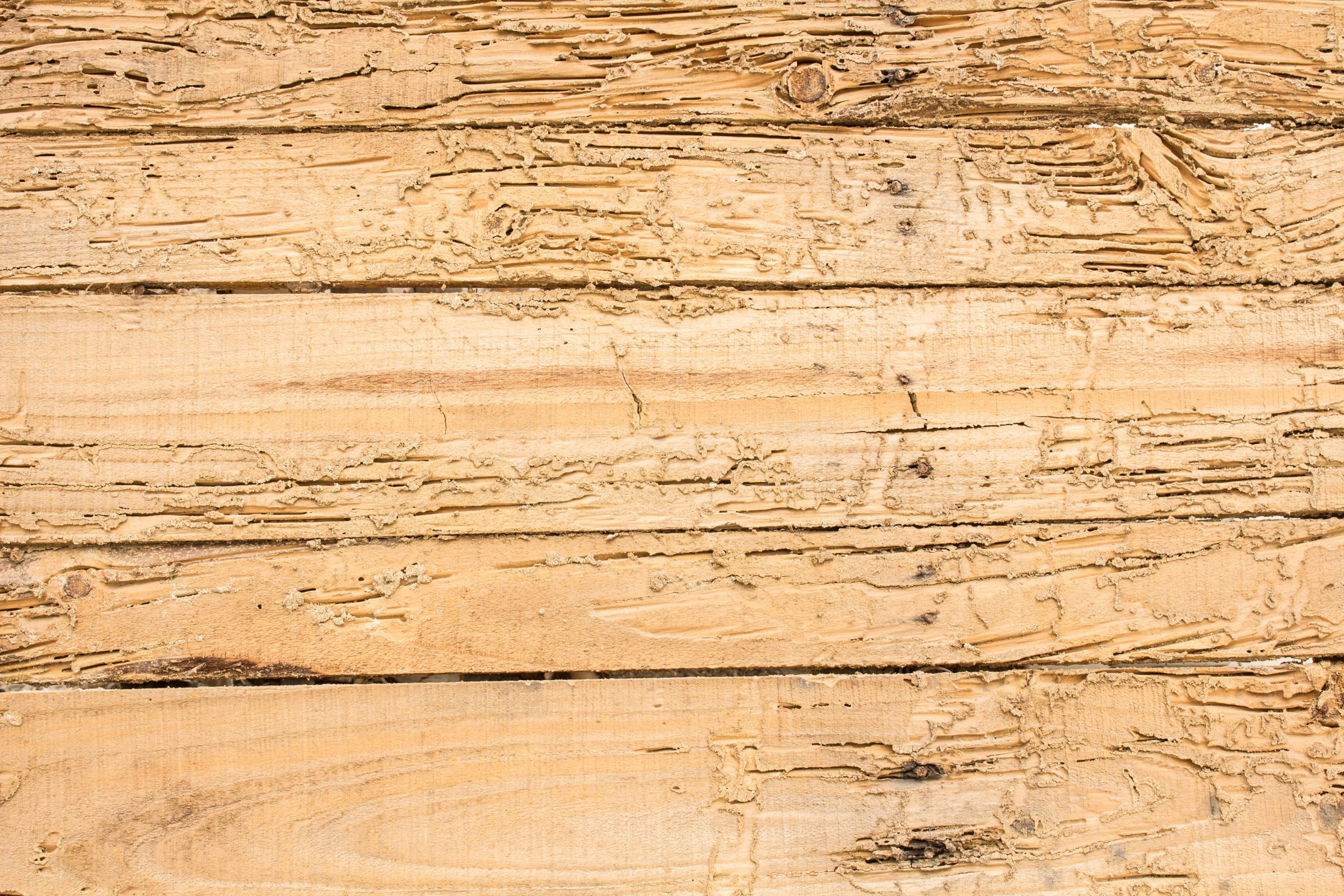 WoodDestroying Pests and How to Identify Them Horizon Pest Control