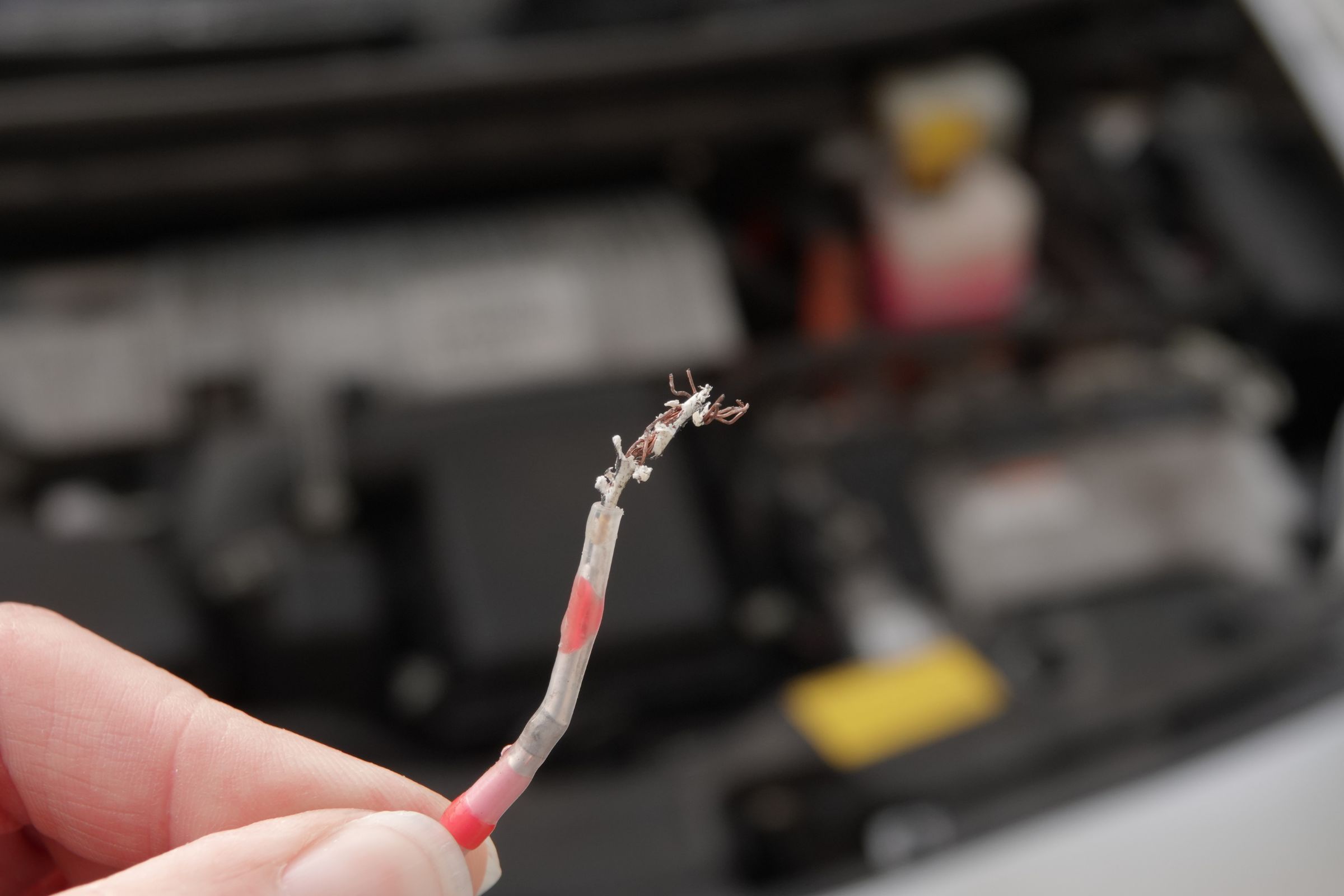 Protect Your Car Wiring From Rodents - Horizon Pest Control