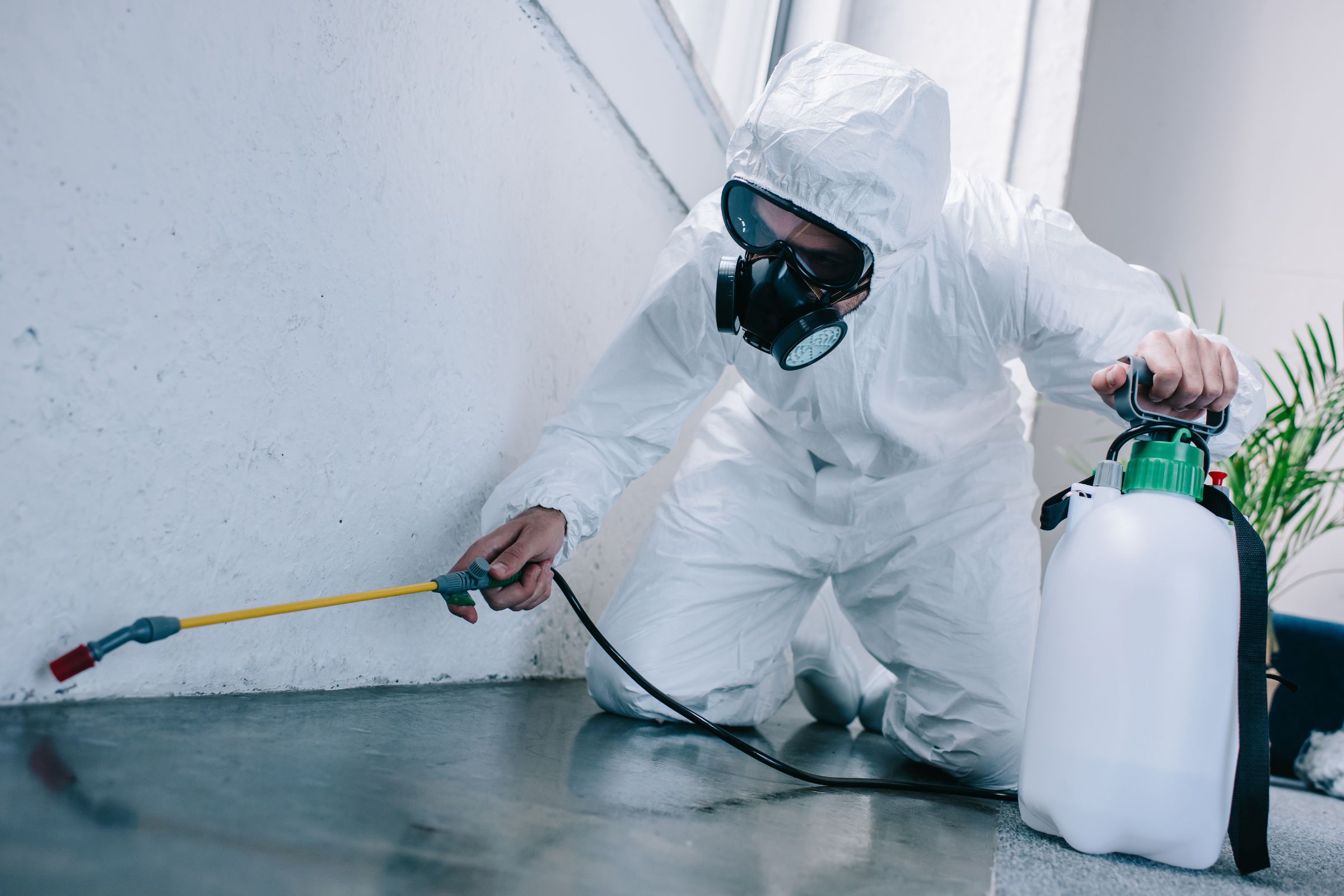 Natural-vs.-Chemical-DIY-Pest-Control-Whats-Best-for-Your-Home