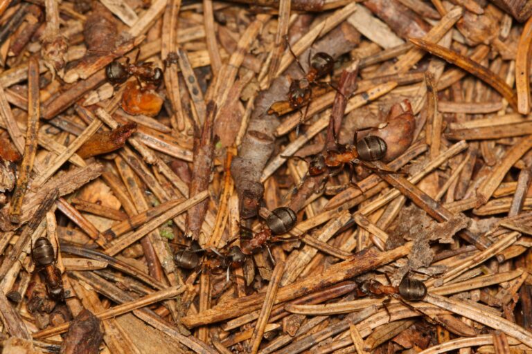 Asian Needle Ants