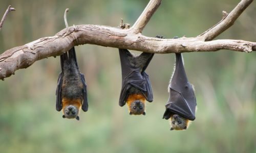 Bats hanging on tree branch