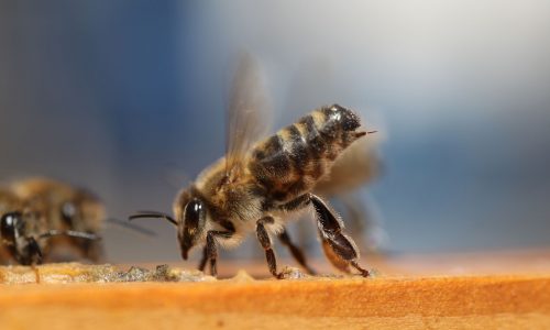 Can Carpenter Bees Pose a Threat Frequently Asked Questions and Answers