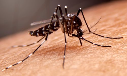 Close up of a mosquito on a person