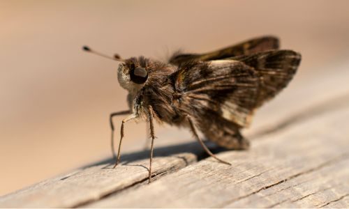 Close up of a moth on wood