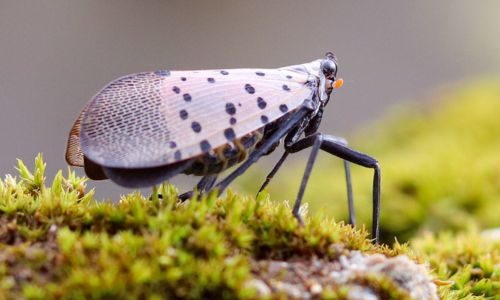 Close up of a spotted lanternfly