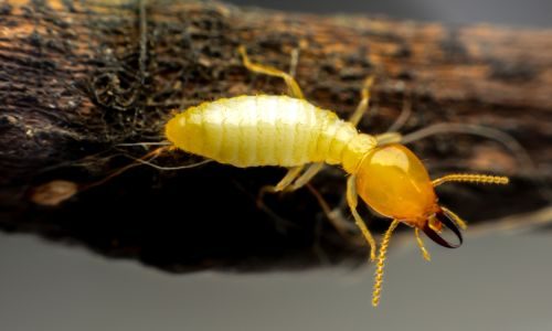 Close up of a termite on wood
