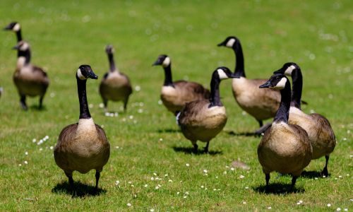 Flock of geese in a yard