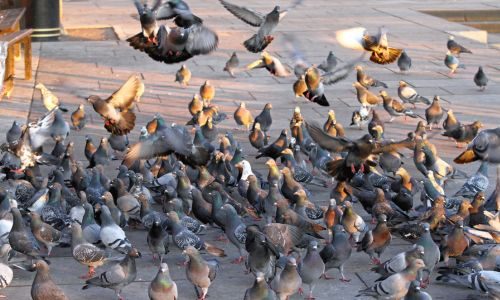 Flock of pigeons on sidewalk outside a business