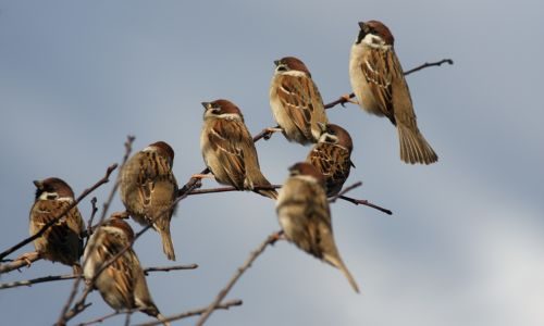 Flock of sparrows in tree