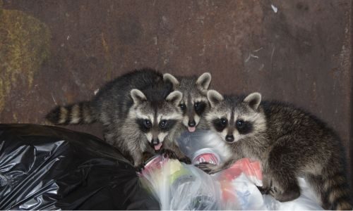 Group of raccoons in a dumpster