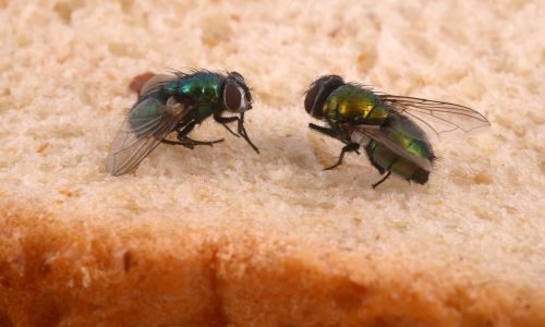 House flies in home on a piece of bread