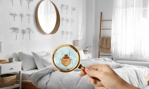 How to Avoid Bed Bugs Coming Home from College with Your Kid