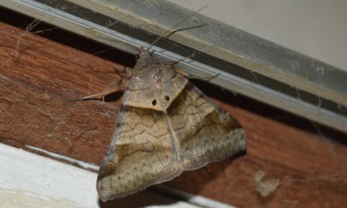 Moth inside a building on door