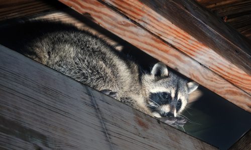 Raccoon-Infestation
