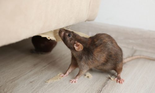 Recognizing the Odors of a Rodent Infestation