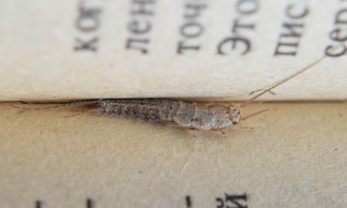 Silverfish in book at home