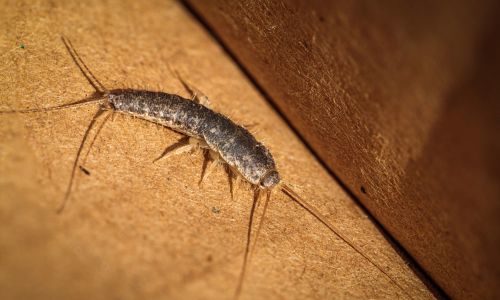 Silverfish in box at a office