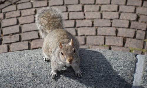 Squirrel on pavement in a park