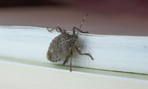 Stink bug crawling on a stack of books
