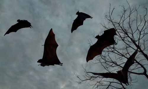 bats flying at night