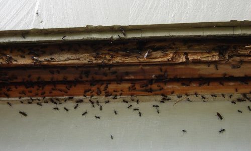 Carpenter Ant Colony in a Home