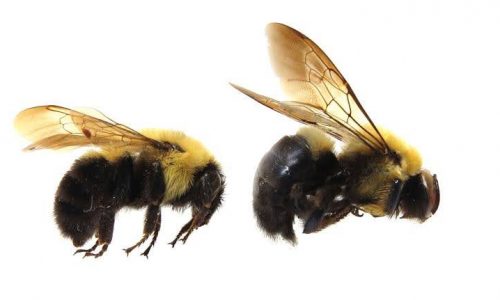 close up look of two Carpenter Bees