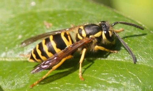 close up of Yellow Jacket wasp