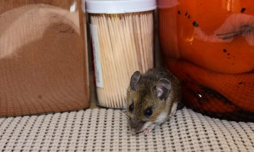 A cute adult house mouse in front of a jar of red peppers, and cinnamon in a pantry kitchen cabinet.