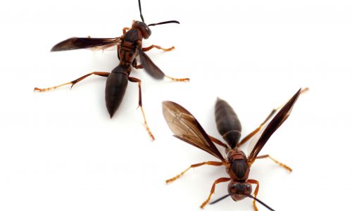 paper-wasps
