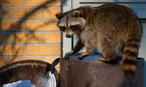 raccoon on garbage bin outside of a home